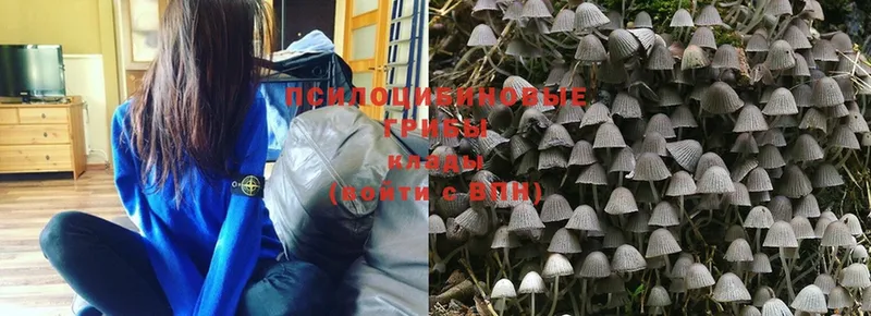 Псилоцибиновые грибы Psilocybine cubensis  Давлеканово 